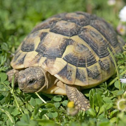 Tortoise talk bridges generation gap for new pen pals