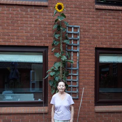 Residents compete to see how their sunflowers measure up